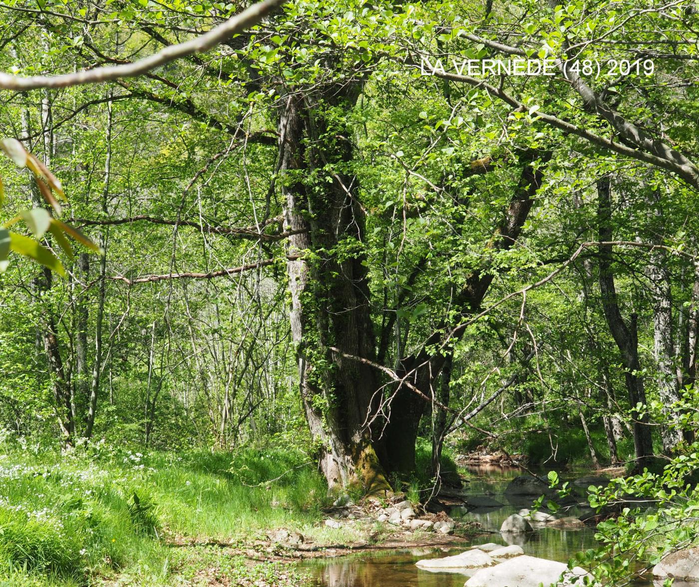 White-Elm, European plant